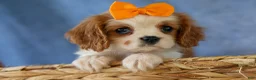 Cavalier King Charles Spaniel dogs for sale:  Nova🎀 - Ad 6