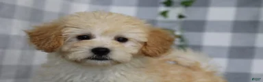 Simon