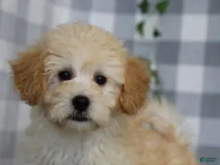 Maltipoo dogs Simon - Ad 2