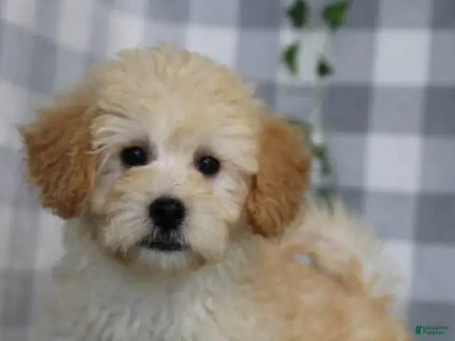Maltipoo dogs for sale: Simon - Ad 31