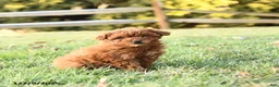 Miniature Labradoodle dogs for sale: Amber - Ad 4