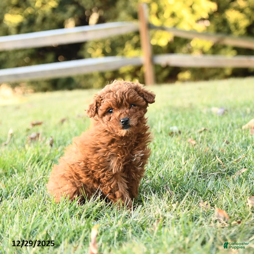 Miniature Labradoodle dogs for sale: Amber - Ad 4