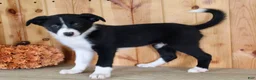 Border Collie dogs for sale: Annie  - Ad 4