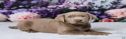 Labrador Retriever dogs for sale: Denali - Ad 3