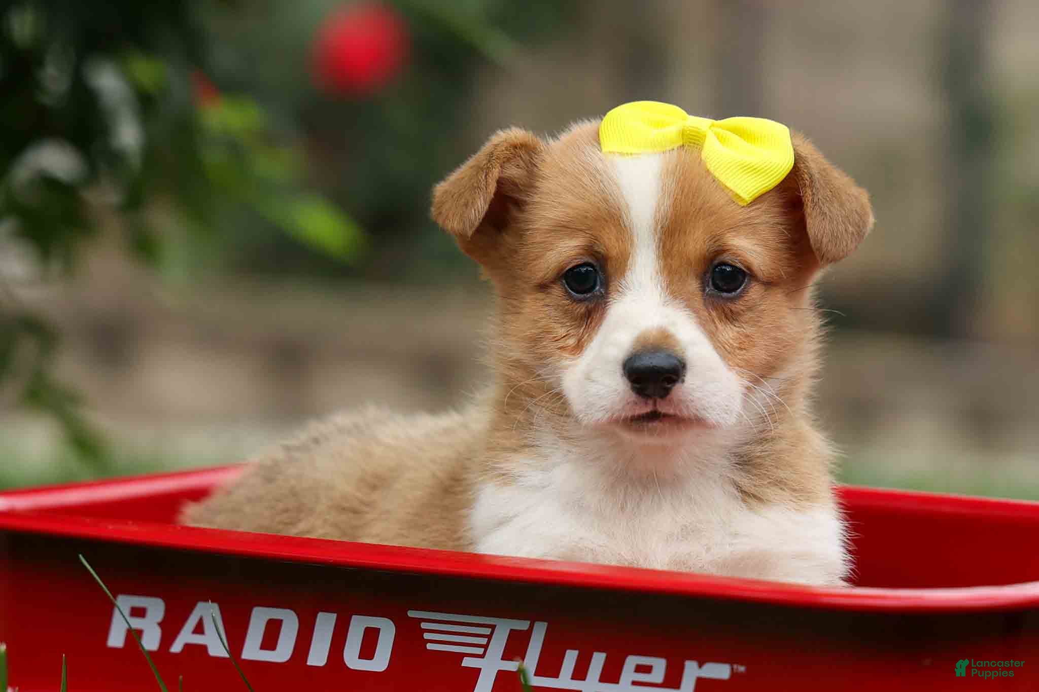 Welsh Corgi Pembroke dogs  Tilly Rose🌸 - Ad 1