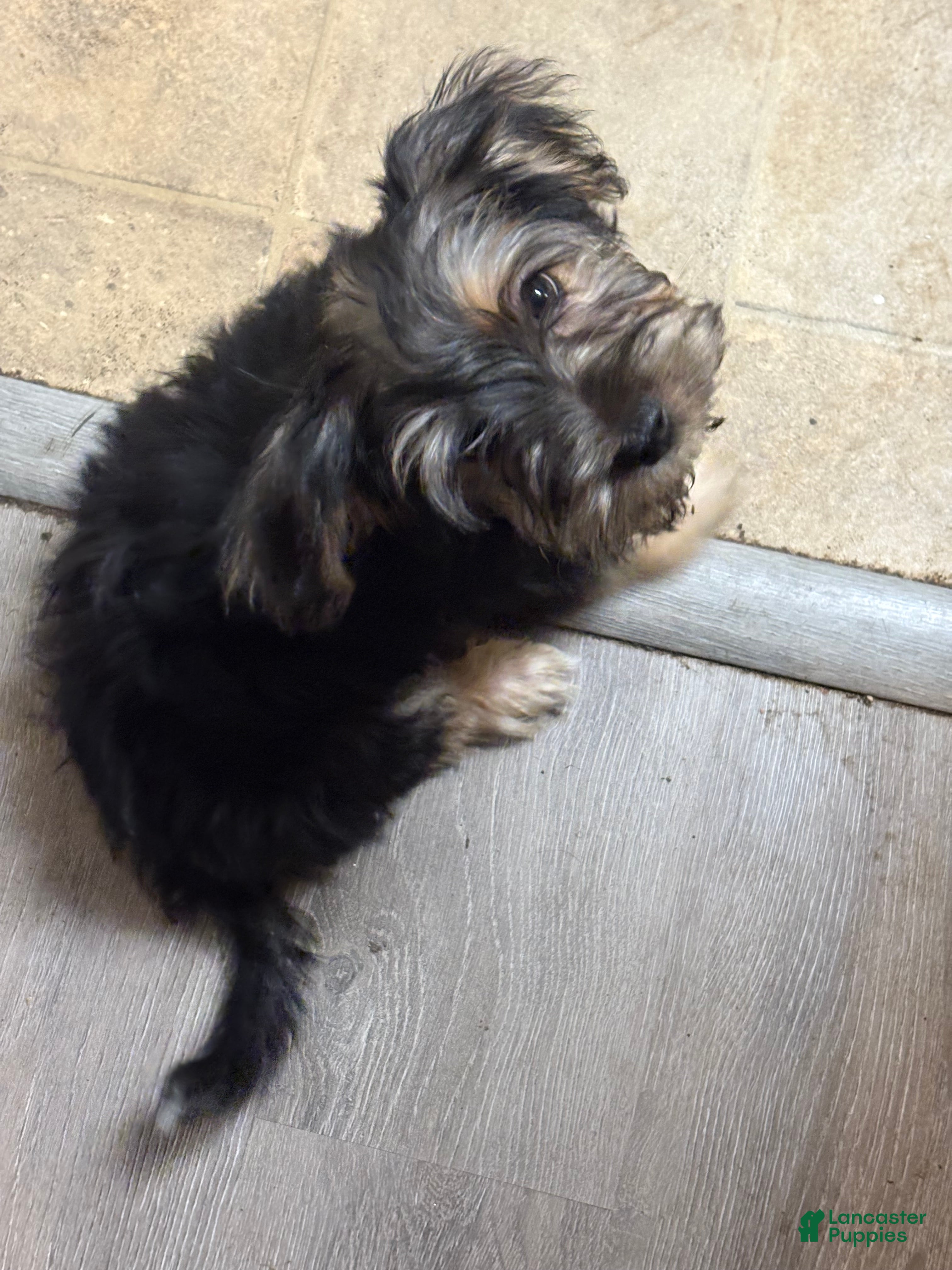 Yorkiepoo dogs Yorkiepoo Puppy 1 - Ad 37