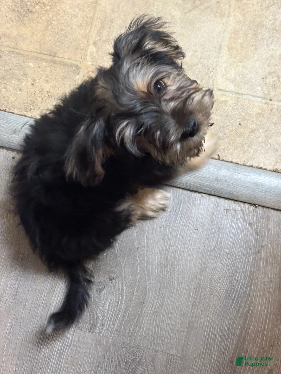 Yorkiepoo dogs for sale: Yorkiepoo Puppy 1 - Ad 1