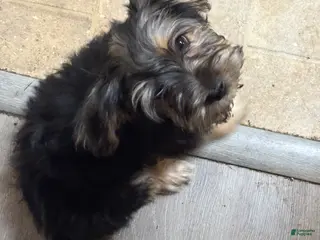 Yorkiepoo dogs Yorkiepoo Puppy 1 - Ad 37