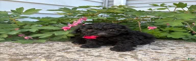 Ebony