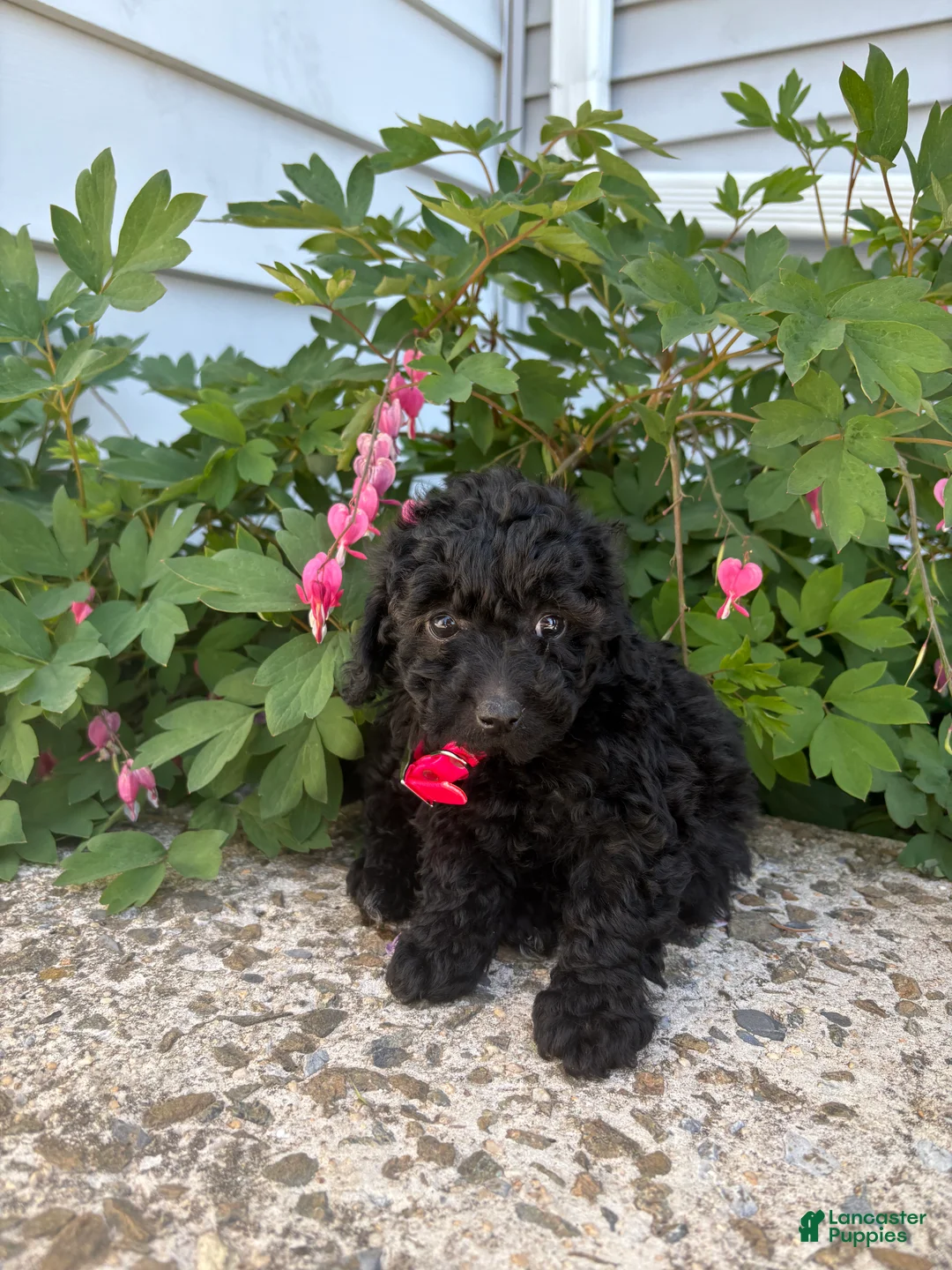 Toy Poodle dogs for sale: Ebony - Ad 1