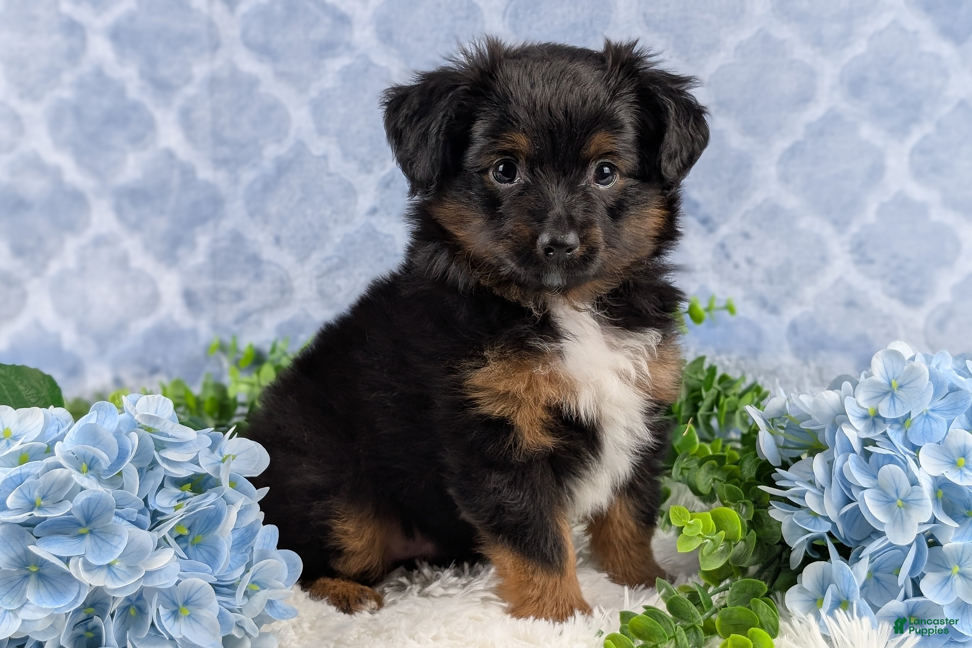 Toy Australian Shepherd dogs Bronson - Ad 2