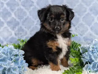 Toy Australian Shepherd dogs Bronson - Ad 2