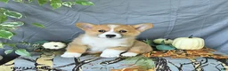 Welsh Corgi Pembroke dogs for sale: Arthur - Ad 3
