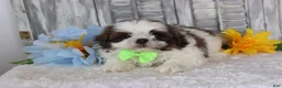 Shih Tzu dogs for sale: Jesse  - Ad 3