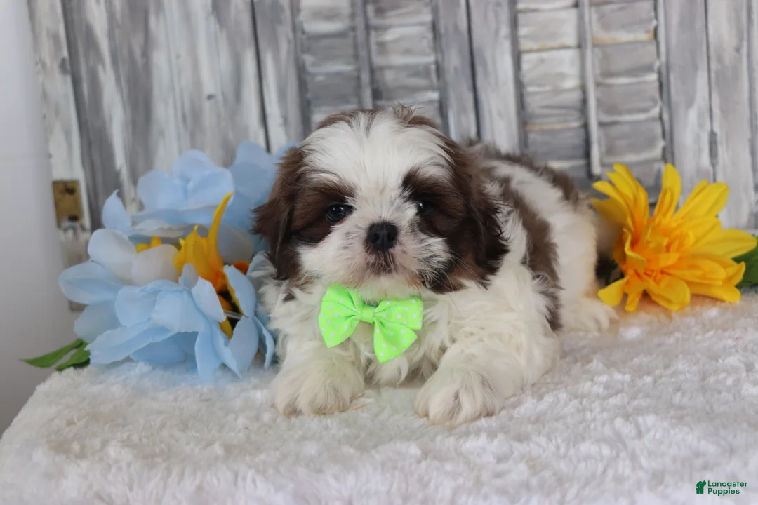 Shih Tzu dogs for sale: Jesse  - Ad 3