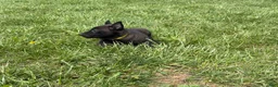 Belgian Malinois dogs for sale: Cleveland - Ad 4