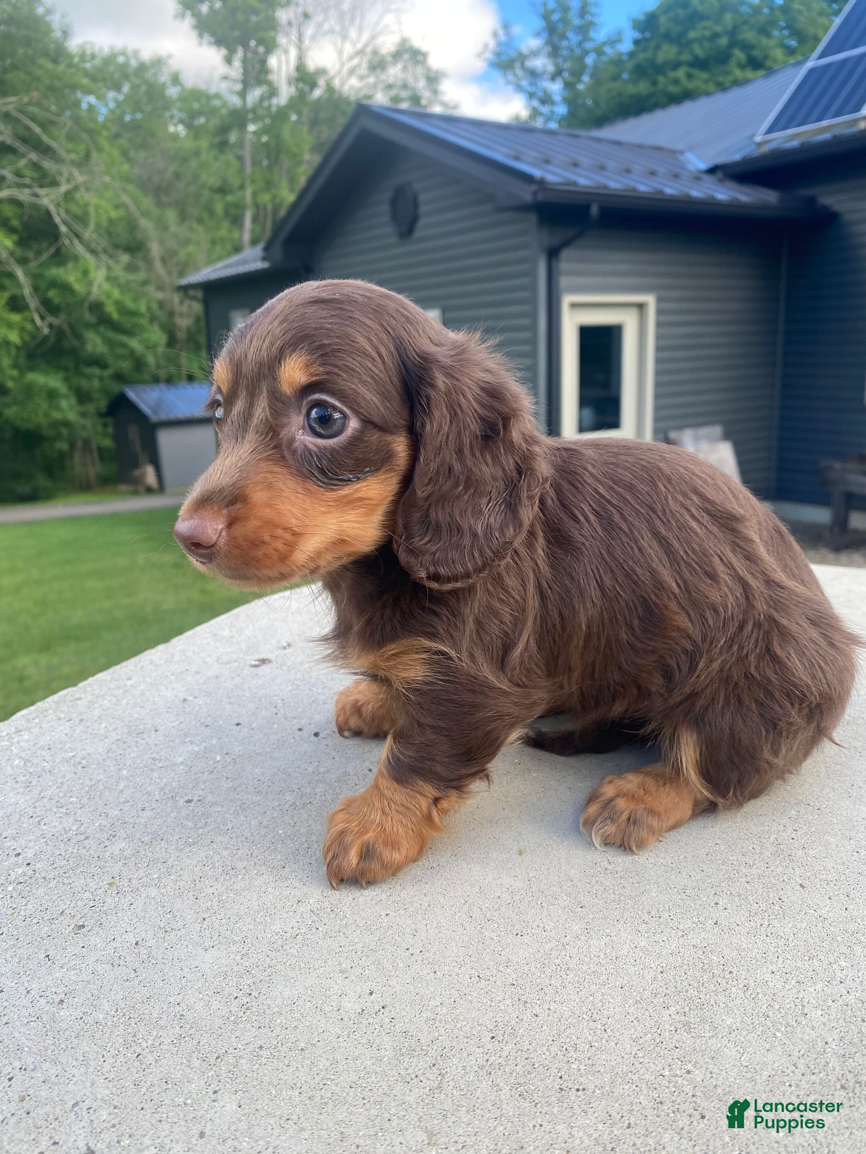 Miniature Dachshund dogs Pearl - Ad 2