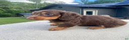 Miniature Dachshund dogs for sale: Pearl - Ad 2
