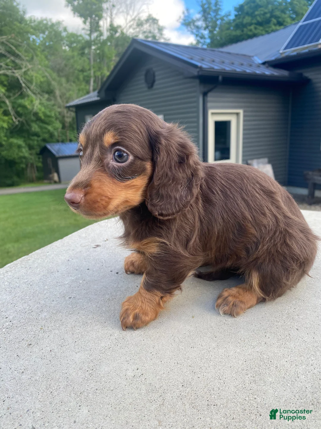 Miniature Dachshund dogs for sale: Pearl - Ad 2