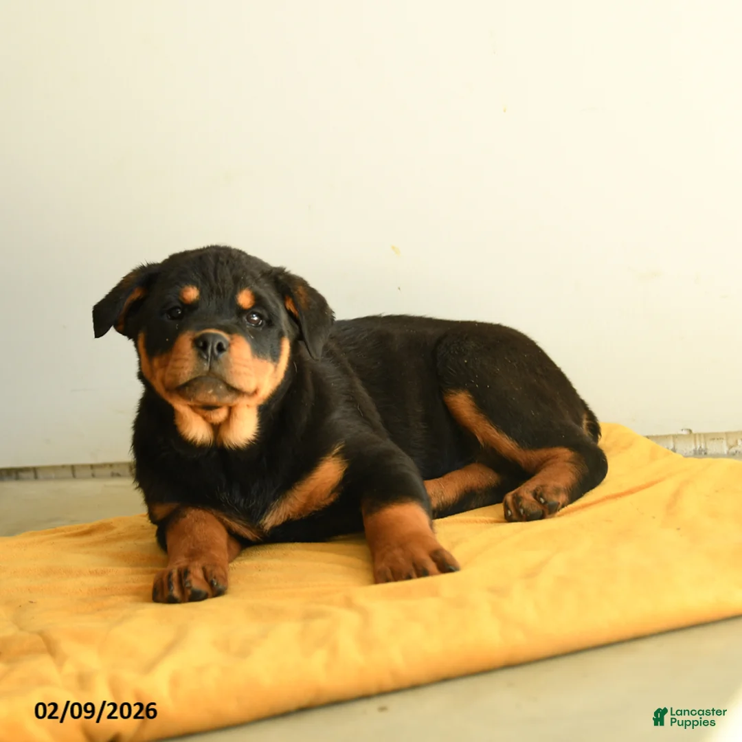 Rottweiler dogs for sale: Selena - Ad 3