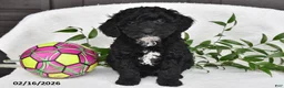 Miniature Poodle dogs for sale: Herod - Ad 1