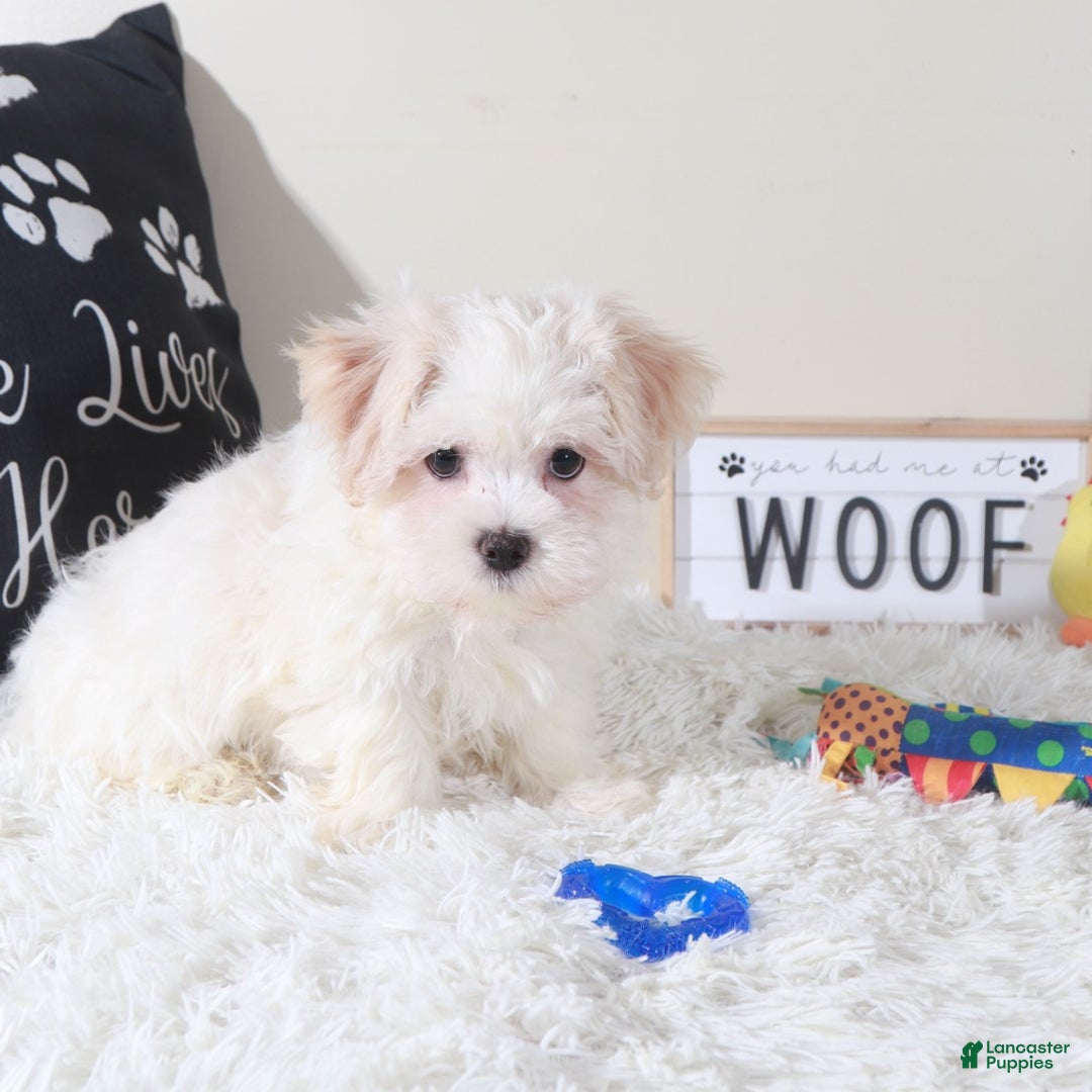 Havanese dogs for sale: Havanese Puppy Bandit - Ad 5