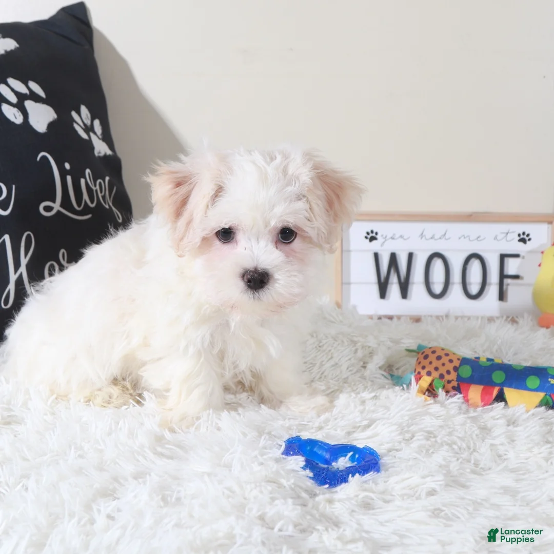 Havanese dogs for sale: Havanese Puppy Bandit - Ad 5