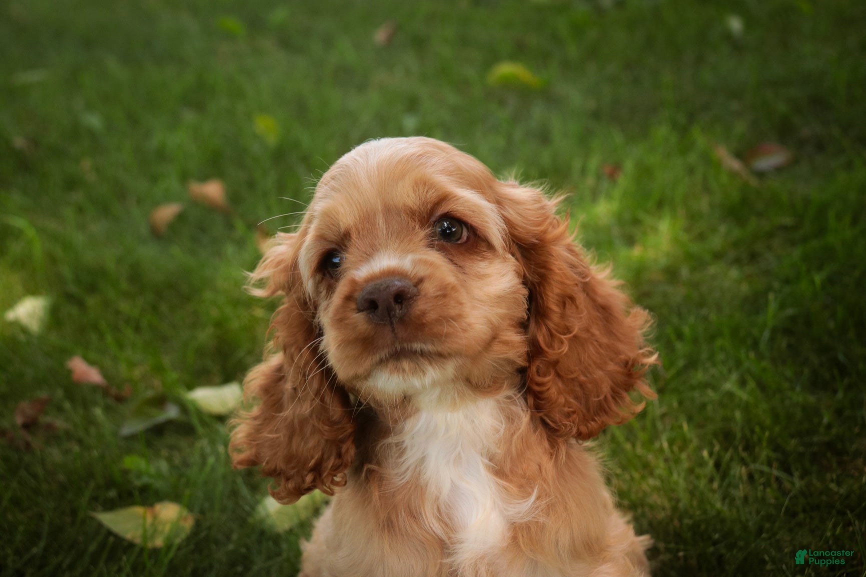 Cocker Spaniel dogs  Anna Cocker Spaniel  - Ad 2