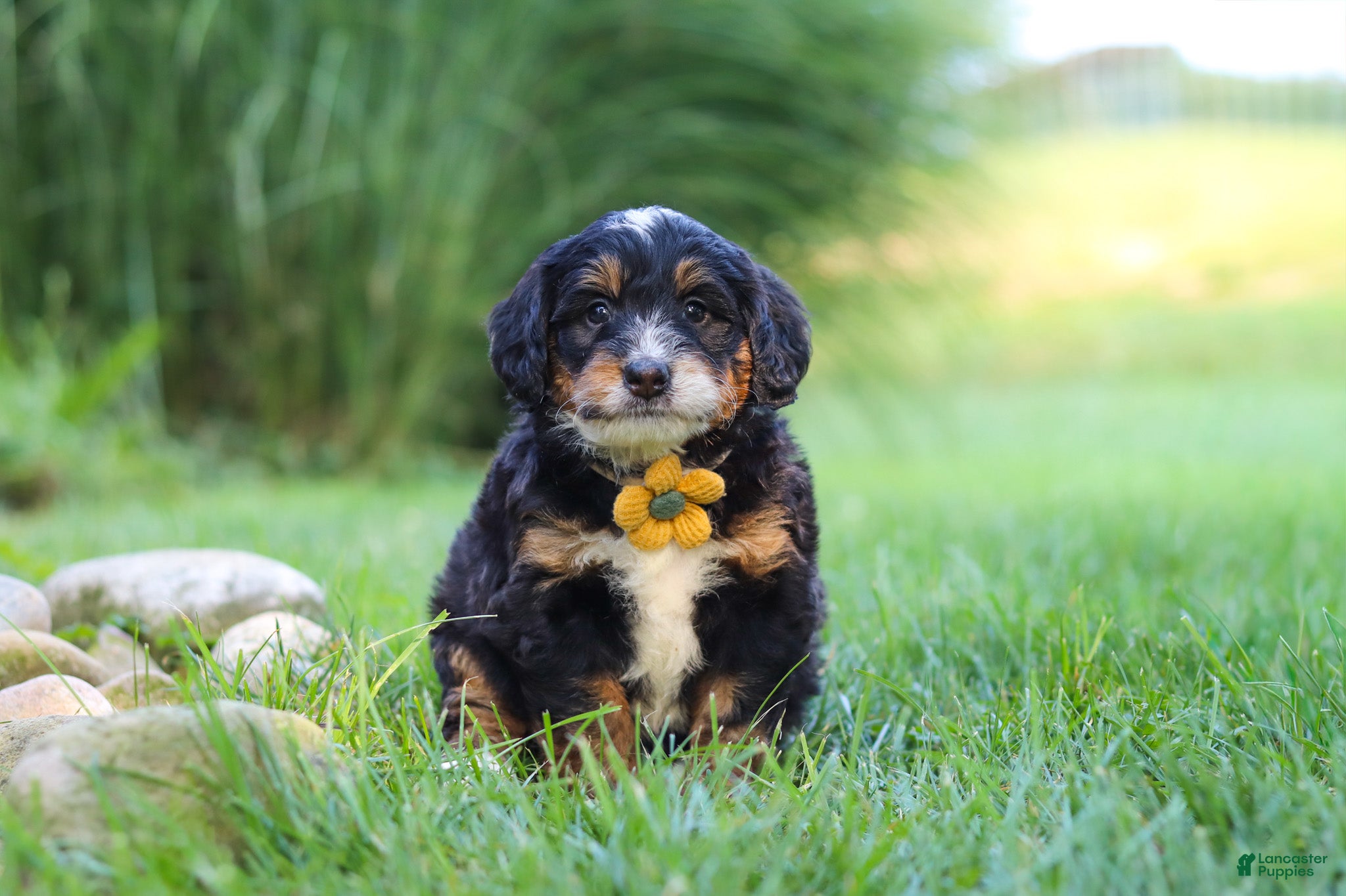 Mini Bernedoodle dogs Airhead - Ad 1