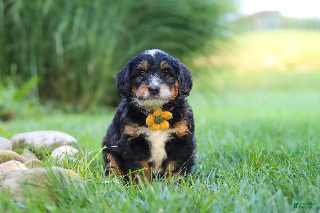 Mini Bernedoodle dogs for sale: Airhead - Ad 1