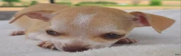 Chihuahua dogs for sale: Heather - Ad 2