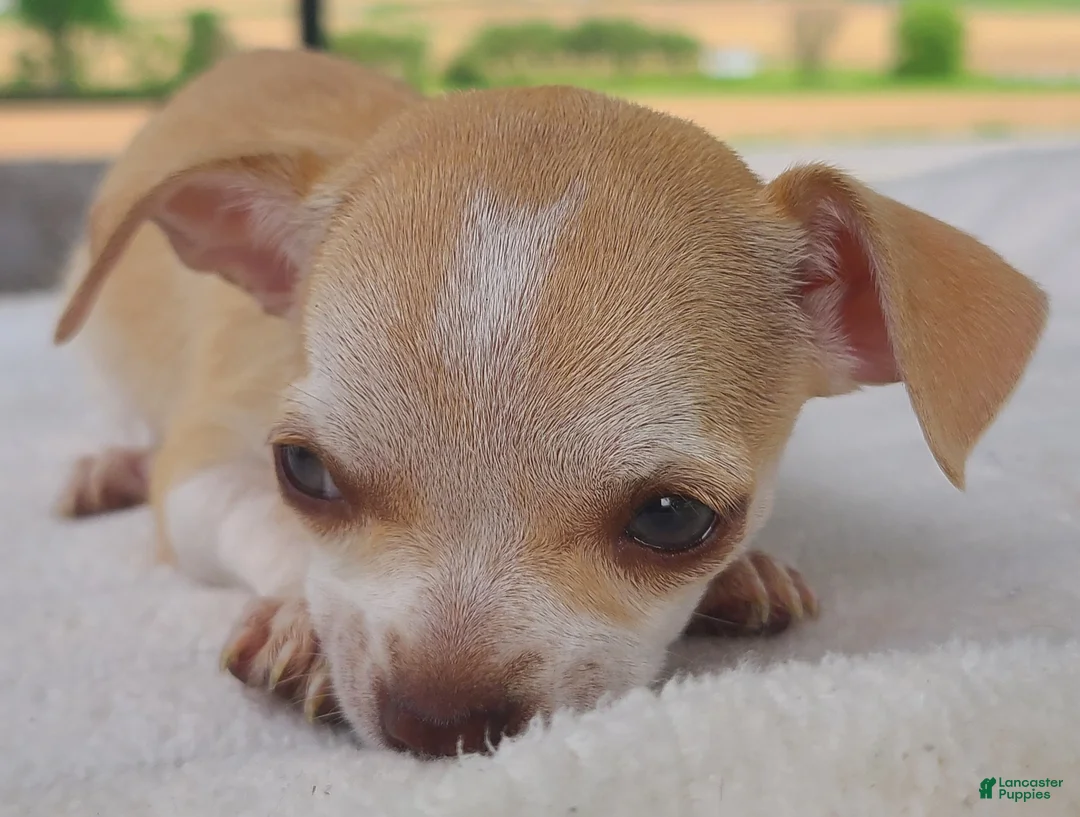 Chihuahua dogs for sale: Heather - Ad 2