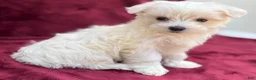 Maltese dogs for sale: Lilly  - Ad 2