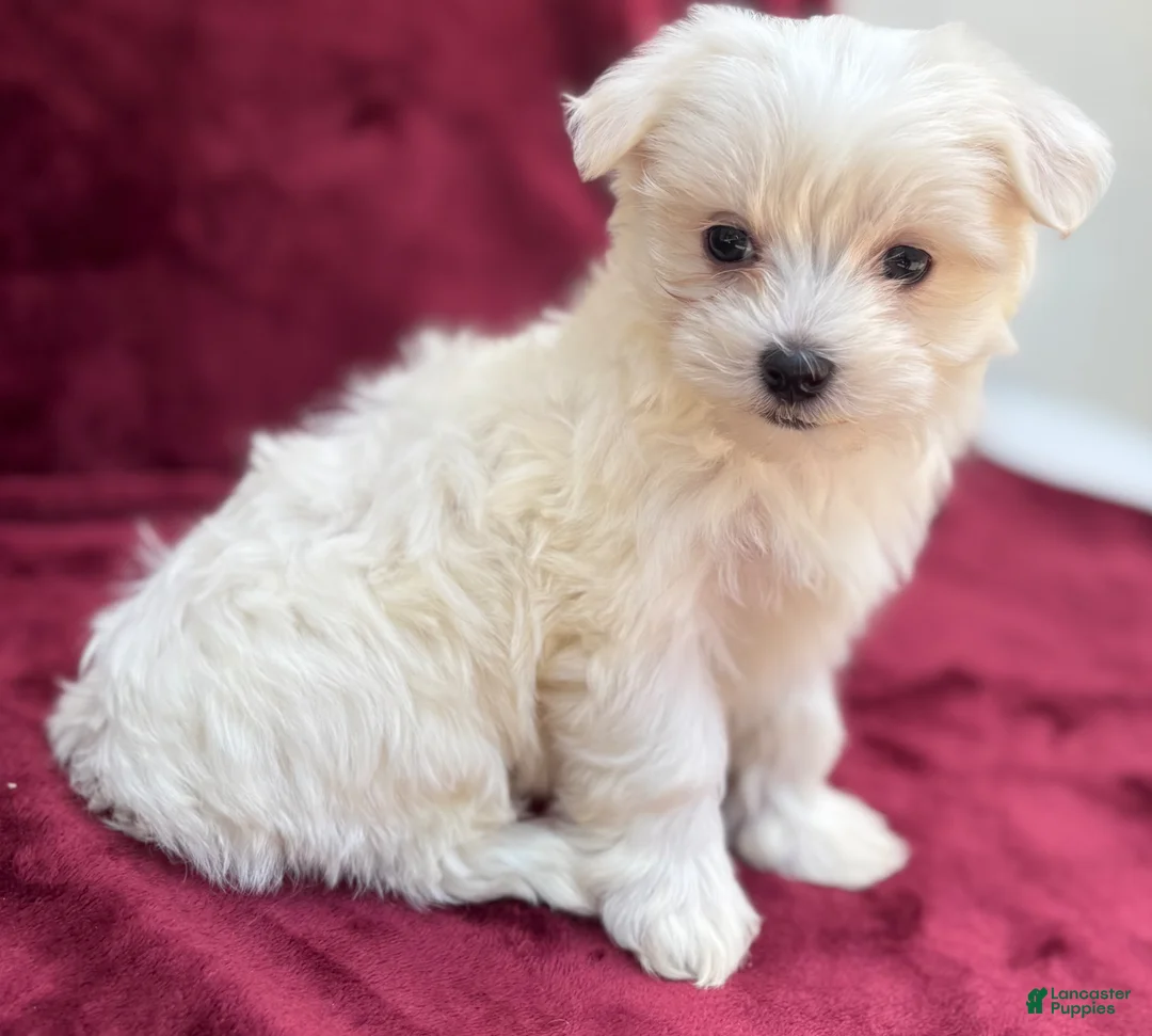 Maltese dogs for sale: Lilly  - Ad 2
