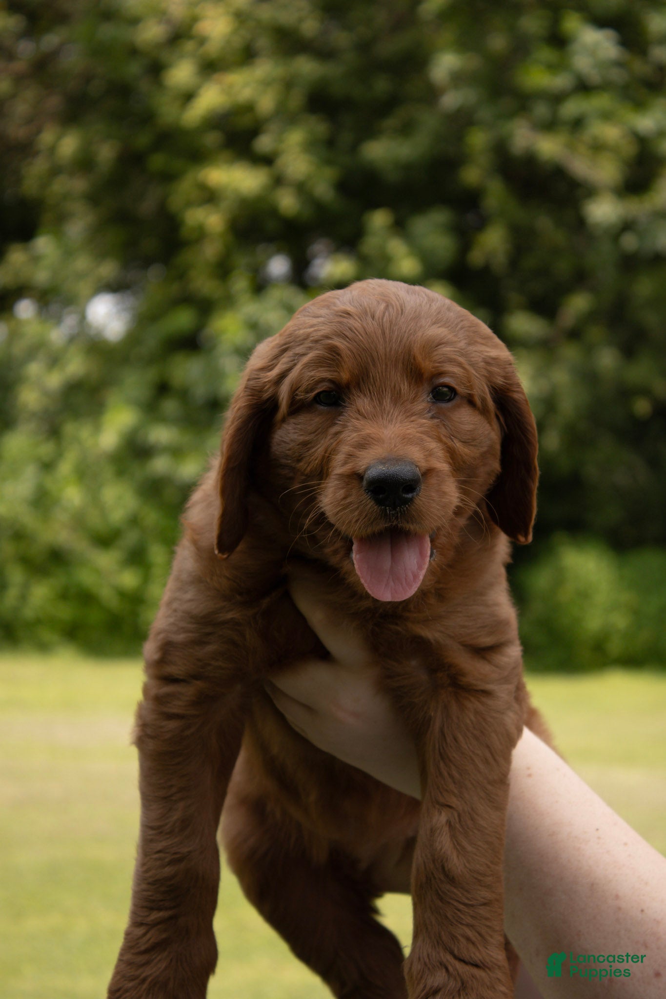 Goldendoodle dogs Goldendoodle 1 - Ad 6