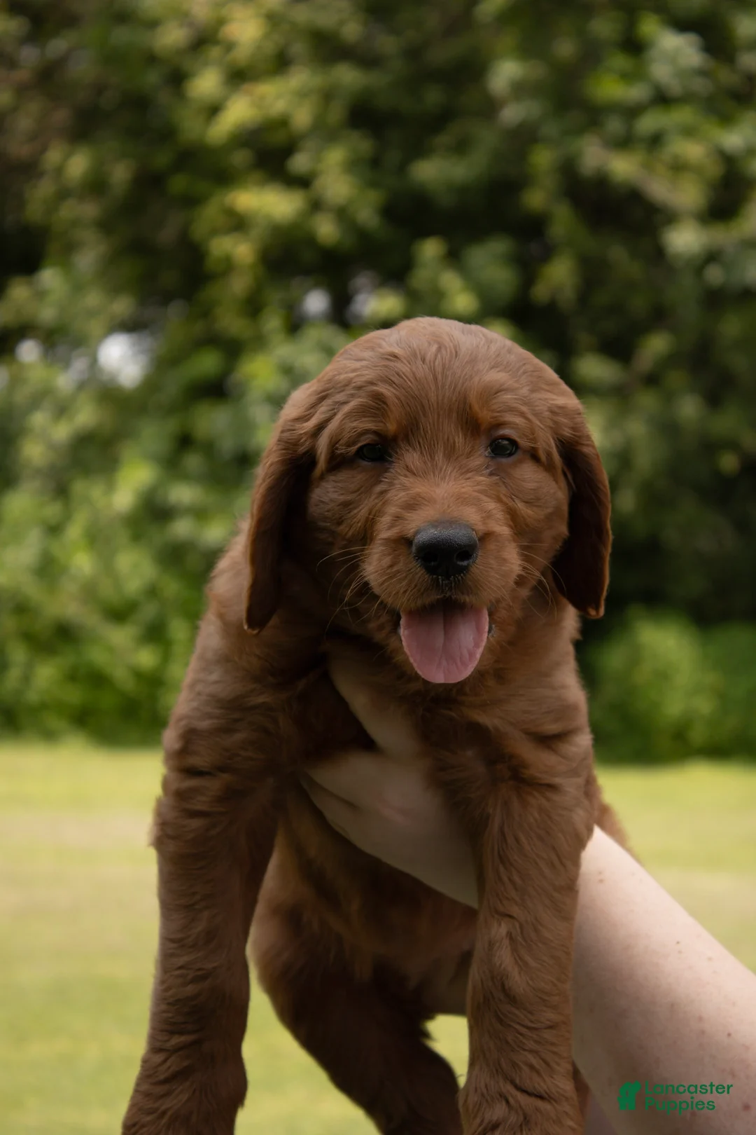 Goldendoodle dogs for sale: Goldendoodle 1 - Ad 1