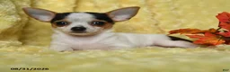Chihuahua dogs for sale: Savannah - Ad 4