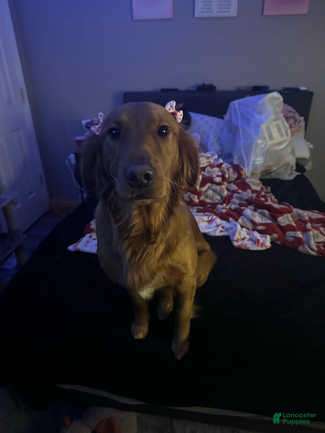 Mixed Breed dogs for sale: Potato  - Ad 4