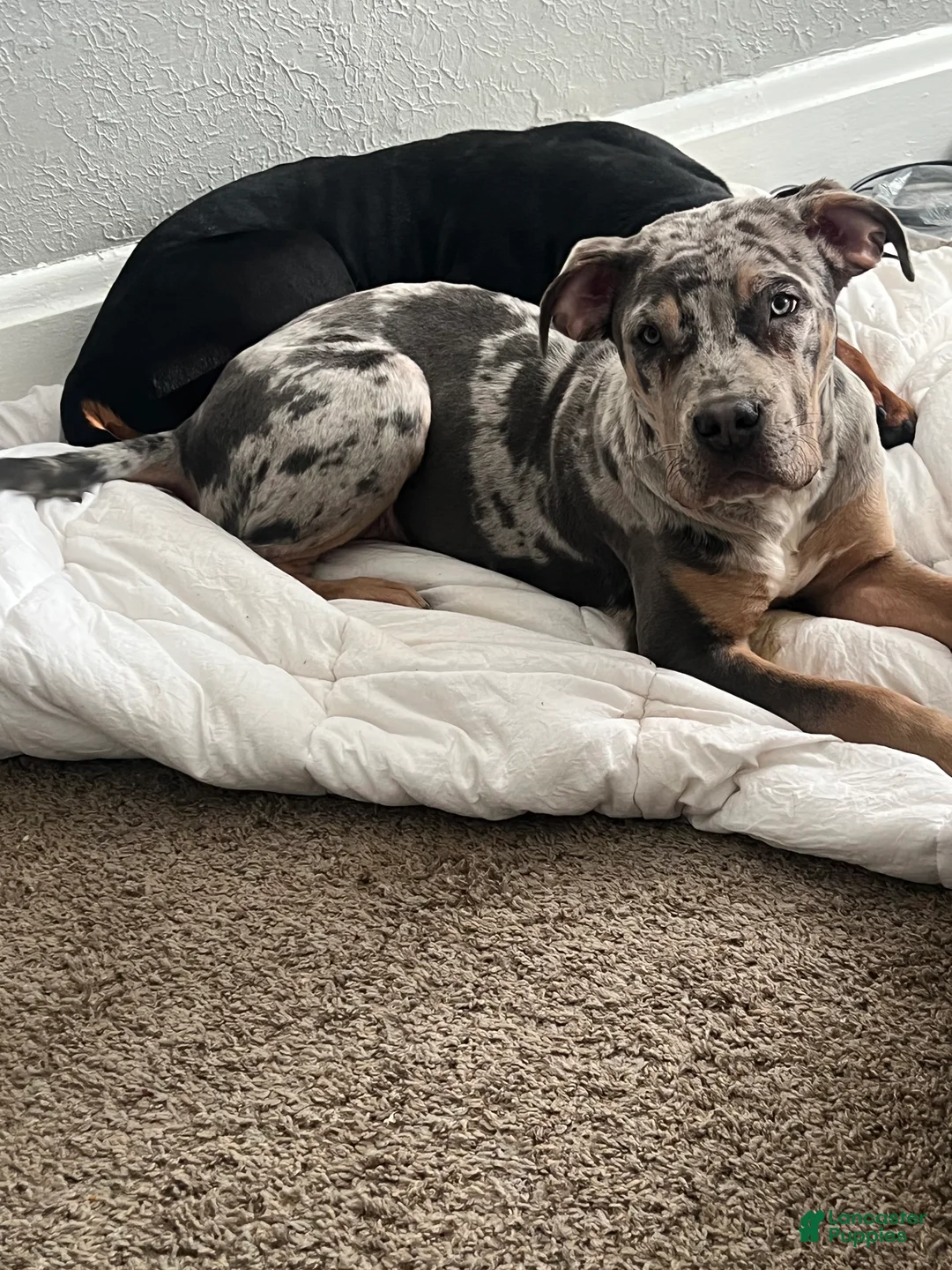 Mixed Breed dogs for sale: Mixed Breed Puppy 1 - Ad 2