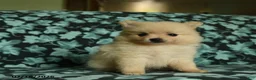 Pomeranian dogs for sale: Dolly - Ad 5