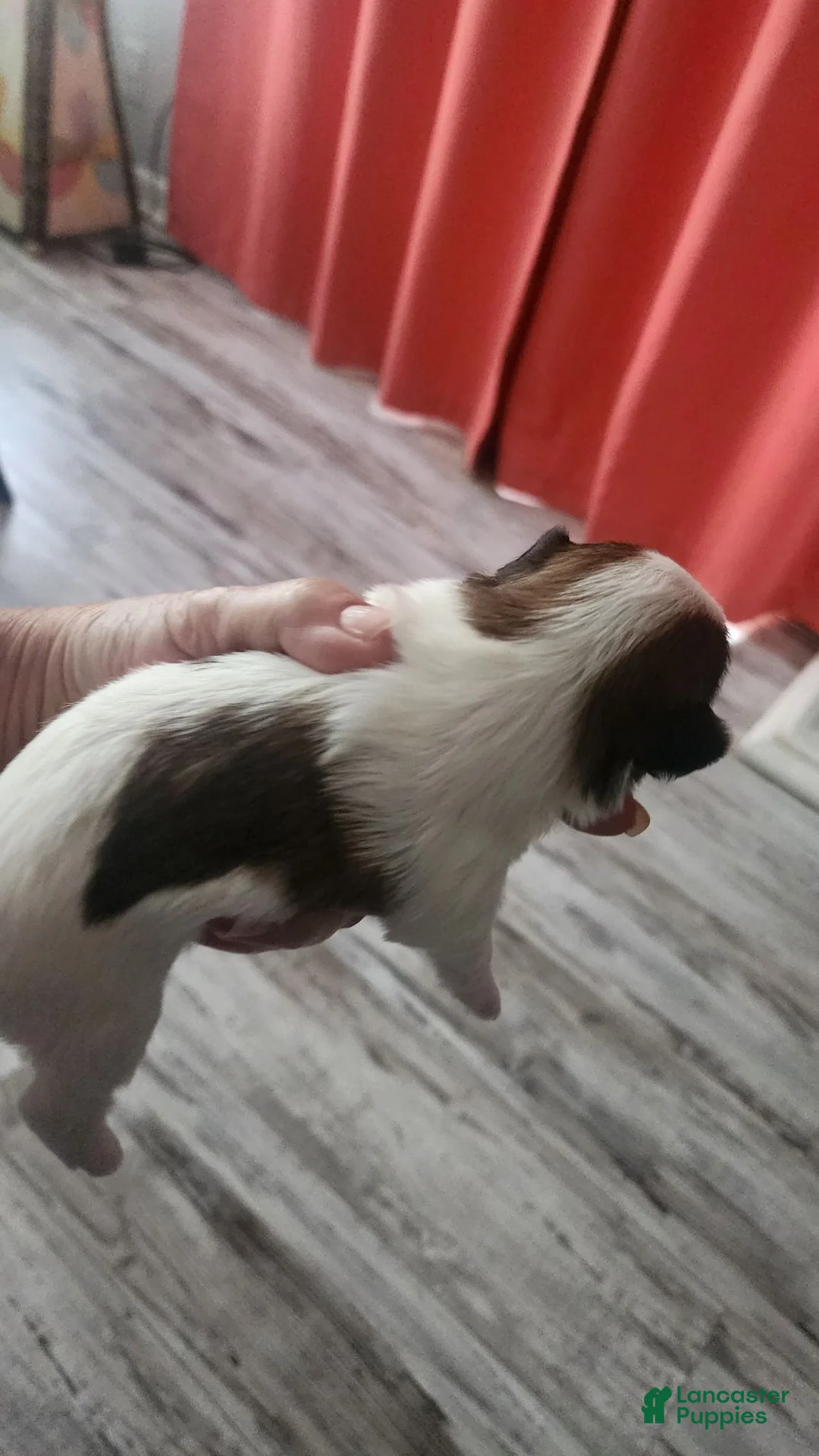 Morkie dogs for sale: Morkie 1 - Ad 1