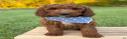 Irish Doodle dogs for sale: Copper - Ad 14