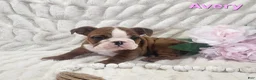 English Bulldog dogs for sale: AKC Avery  - Ad 2