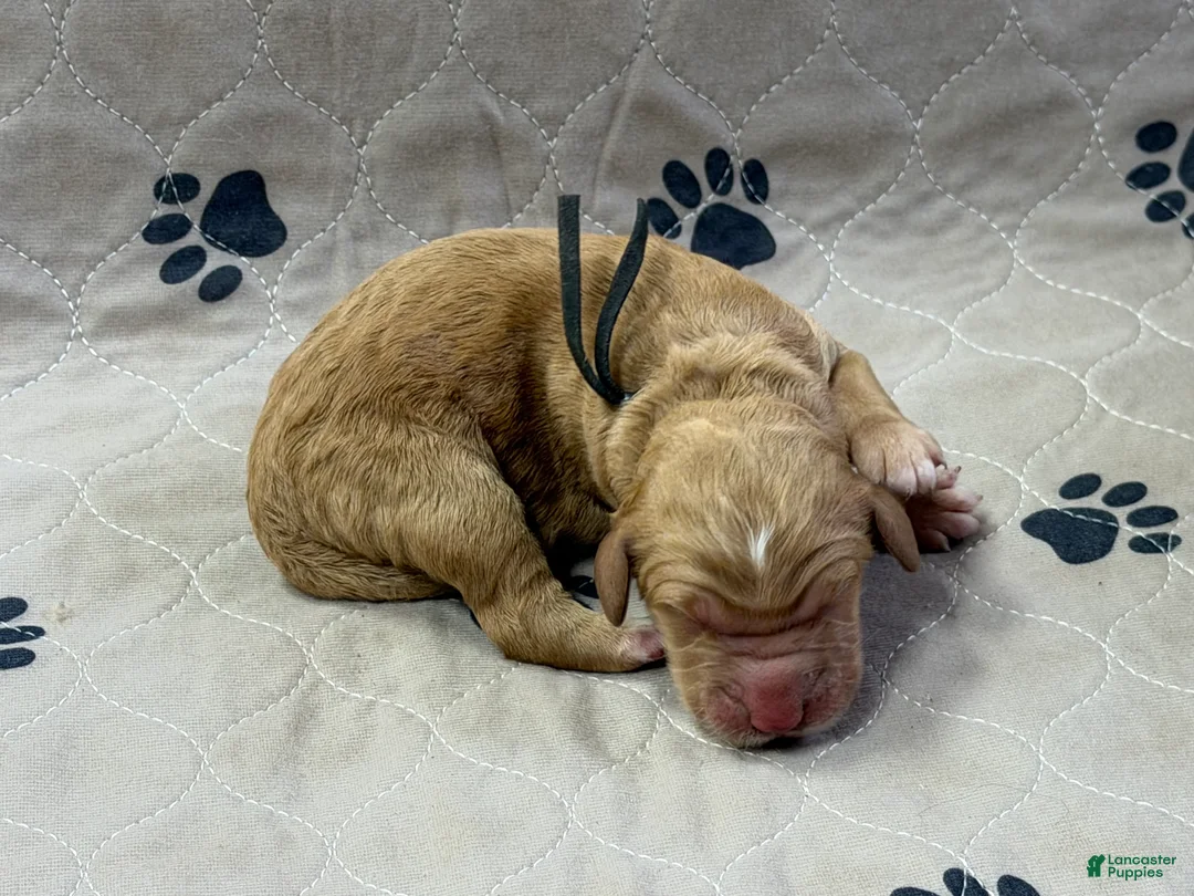 Goldendoodle dogs for sale: Black - Goldendoodle Puppy 2 - Ad 3