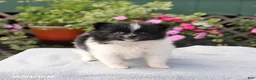 Pomeranian dogs for sale: Tootsie - Ad 1