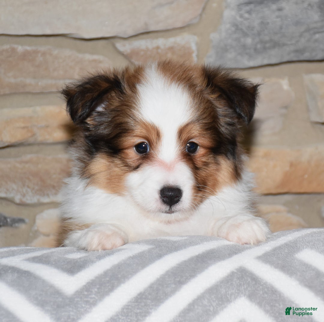 Shetland Sheepdog dogs for sale: Laker - Ad 2