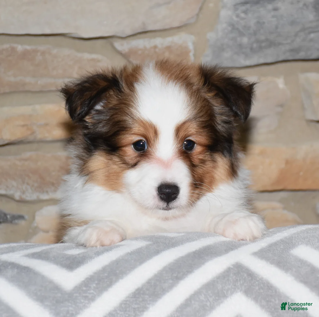 Shetland Sheepdog dogs for sale: Laker - Ad 2