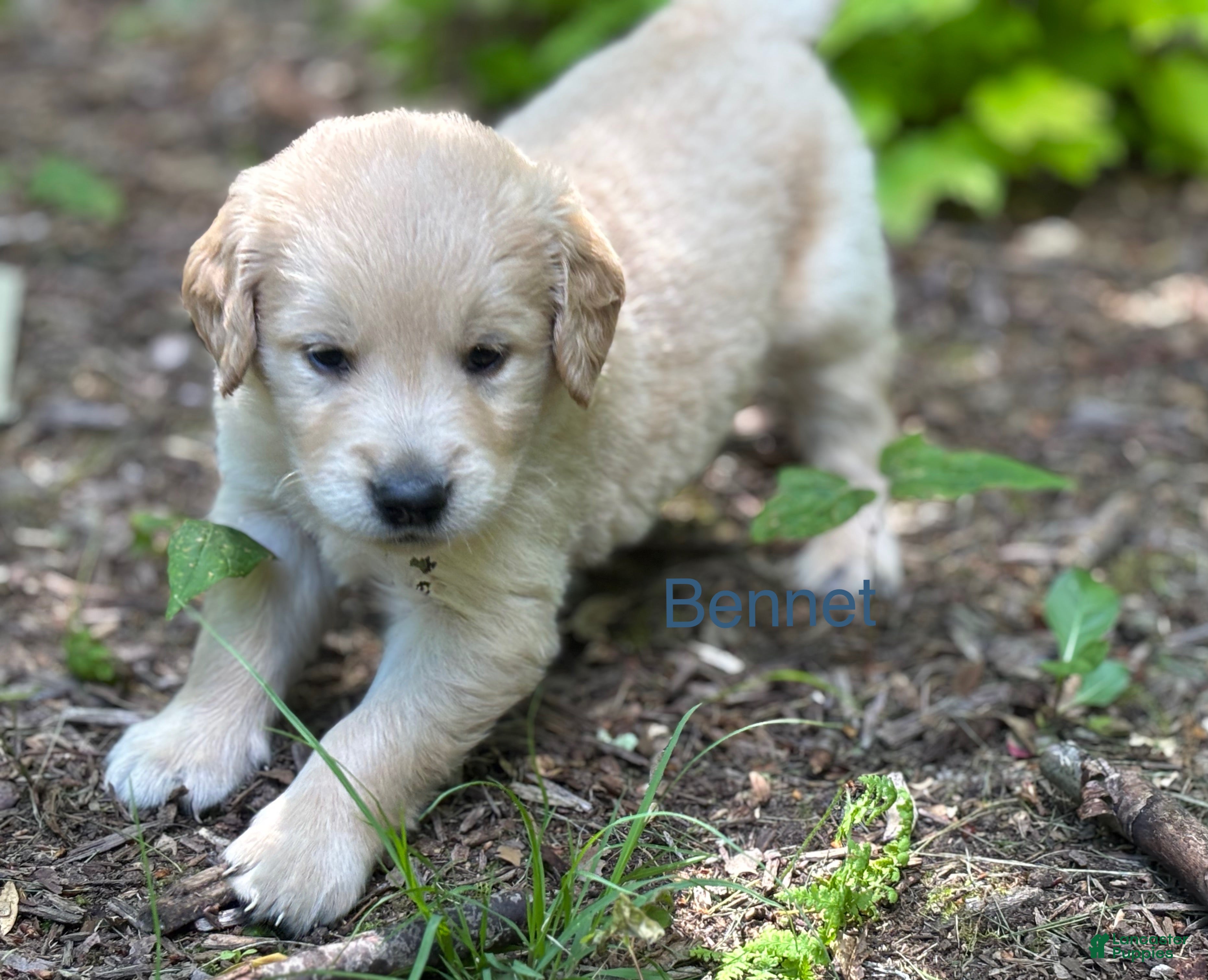 Golden Retriever dogs Bennet - Ad 1