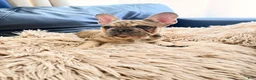 French Bulldog dogs for sale: French Bulldog Puppy - Ad 2