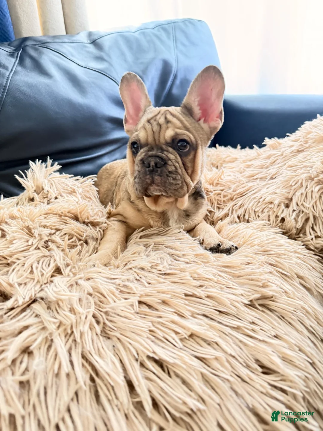 French Bulldog dogs for sale: French Bulldog Puppy - Ad 2